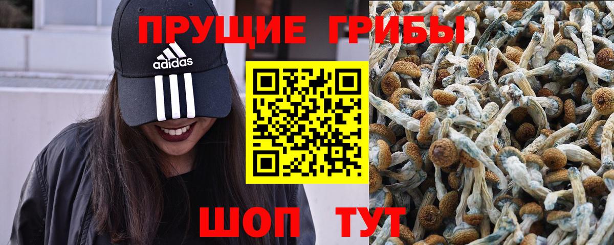 Псилоцибиновые грибы GOLDEN TEACHER  Псилоцибиновые грибы GOLDEN TEACHER  Костомукша  Вход с VPN 